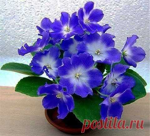 Секреты пересадки фиалок.