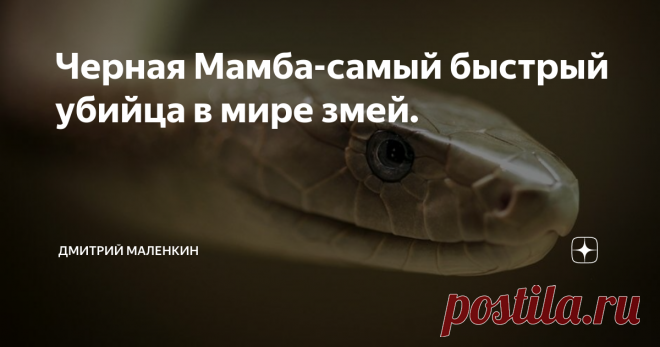 Черная Мамба-самый быстрый убийца в мире змей. Вопреки своему названию Чёрная Мамба не имеет черного окраса.Общий окрас змеи варьирует от тёмно-оливковой до серовато-коричневой, обычно с металлическим блеском.  Своё название она получила благодаря чёрной окраске внутренней полости пасти, похожей на чернила.
Несмотря на то, что другие виды, такие как королевская кобра или бумсланг, не менее ядовиты, то что делает особенно опасной черную мамбу