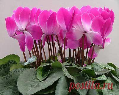 Выращивание растения цикламена в домашних условиях | Мое подворье