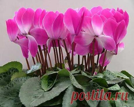 Выращивание растения цикламена в домашних условиях | Мое подворье