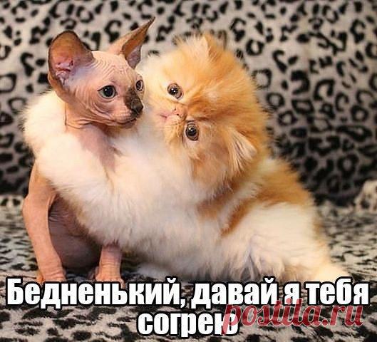 Давай я тебя согрею | Позитив