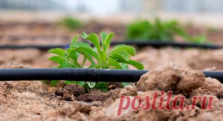 Капельный полив своими руками для дачи без затрат: сделай сам легко и просто Сегодня самым популярным вариантом орошения на дачном участке является капельный полив. Вода попадает непосредственно под корни растений, поэтому такая система позволяет сэкономить на расходе водного ресурса, облегчить трудоемкий процесс полива и повысить урожайность. Этот вариант орошения можно приобрести готовым комплектом или сделать самостоятельно. Капельный полив своими руками для дачи без затрат: сделай сам