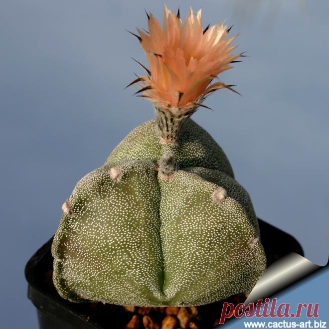 Astrophytum_myriostigma_ticostatum_pink_810.jpg (Изображение JPEG, 810 × 810 пикселов)