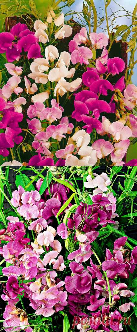 Душистый горошек
Perennial Everlasting Pea | Seeds from Spalding Bulb