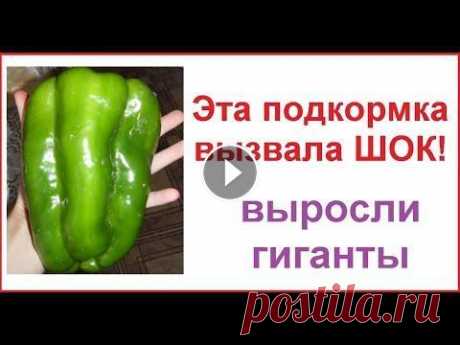 ПОСЛЕ ЭТОЙ ПОДКОРМКИ У ВАС БУДУТ ОВОЩИ ГИГАНТЫ #дача #сад #огород Мой эксперимент удался...