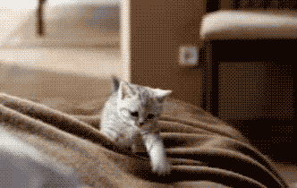 Котята😻ღ