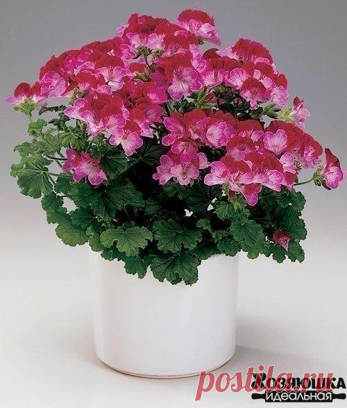 Женский клуб 