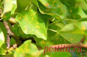 Ржавчина на деревьях: методы профилактики и борьбы 
 
Ржавчина – широко распространенная и очень опасная болезнь растений. Ее часто недооценивают. Что плохого в том, что на листве появляются ржавые пятна, которые вроде и урожаю не вредят, и листва как бы не осыпается поначалу?… 
 
Чем опасна ржавчина? 
 
На самом деле она вызывает опадение листвы и других частей растений. Сильно снижает зимостойкость деревьев, урожайность и качество плодов. Вредит даже зерновым культурам, ...