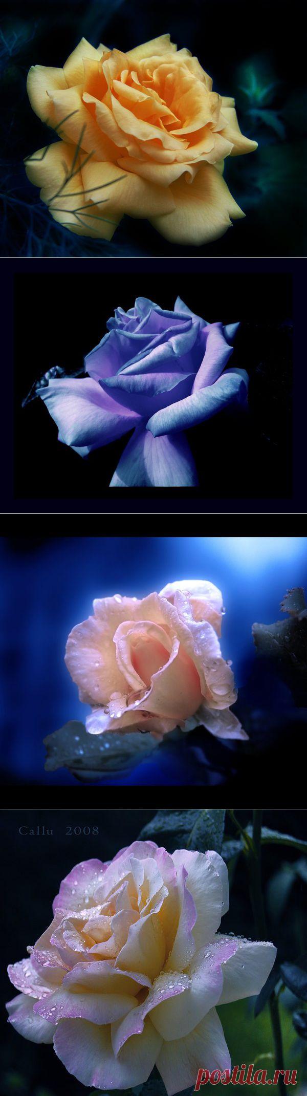 ПРЕКРАСНЫЕ РОЗЫ ОТ ПОТРЯСАЮЩЕГО ФОТО ХУДОЖНИКА | Самоцветик
