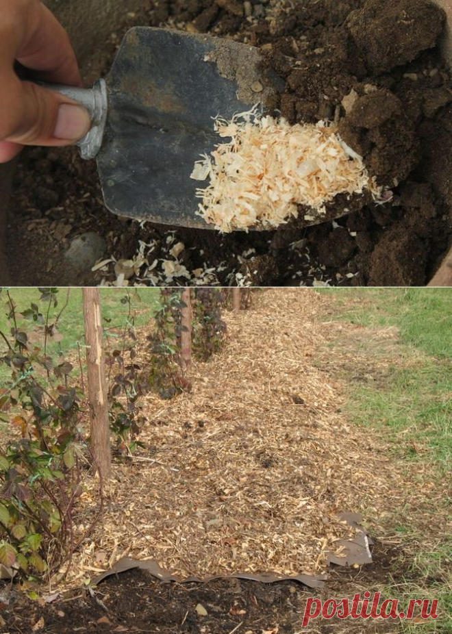 13 способов использовать опилки в огороде