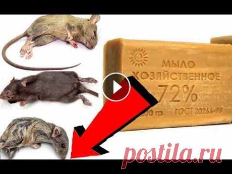 Как избавиться от мышей за 3 миллисекундочки! Как избавиться от мышей за 3 миллисекундочки!,как избавиться от мышей, как избавиться от мышей в частном доме навсегда, борьба с мышами, как избавитьс...