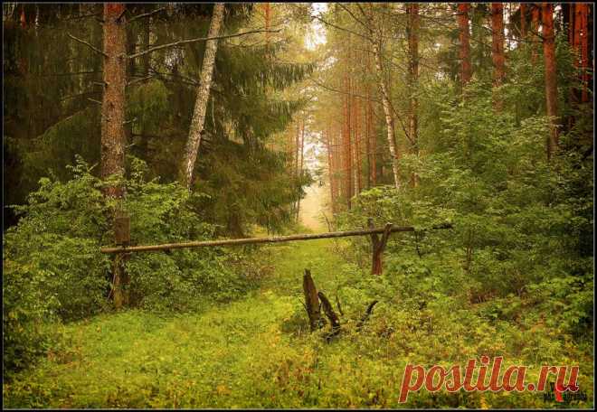 35PHOTO - VTORNIK Эдуард Николаев - * * *