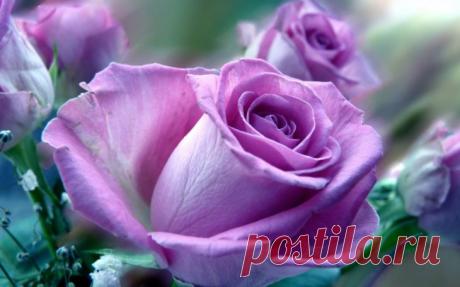 Самые красивые живые цветы (100 фото) 🔥 BipBap.ru