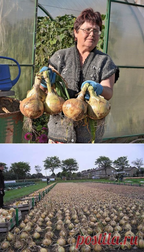 Выращиваем лук китайским способом » Женский Мир