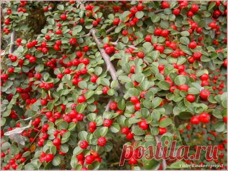 Мой Мир@Mail.Ru