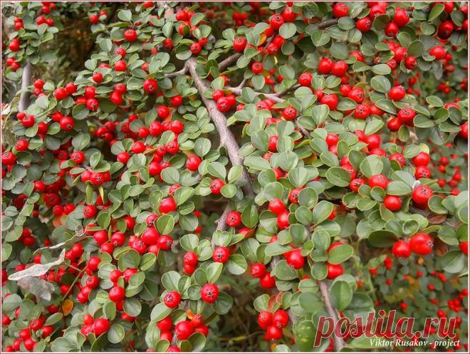 Мой Мир@Mail.Ru