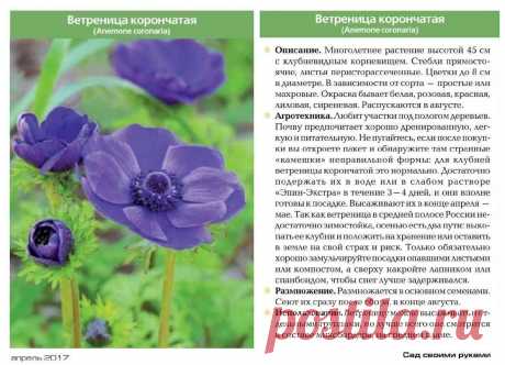 Ветреница корончатая