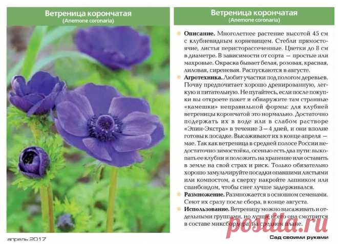 Ветреница корончатая