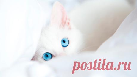 Возьми кота на счастье, коты и кошки дарящие надежду