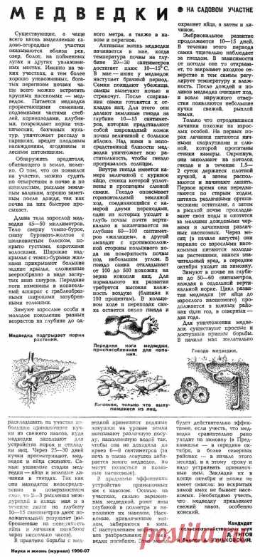 Медведки на садовом участке