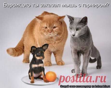 Круглый стол (котоматрица)