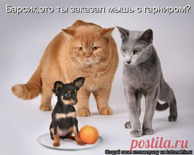 Круглый стол (котоматрица)
