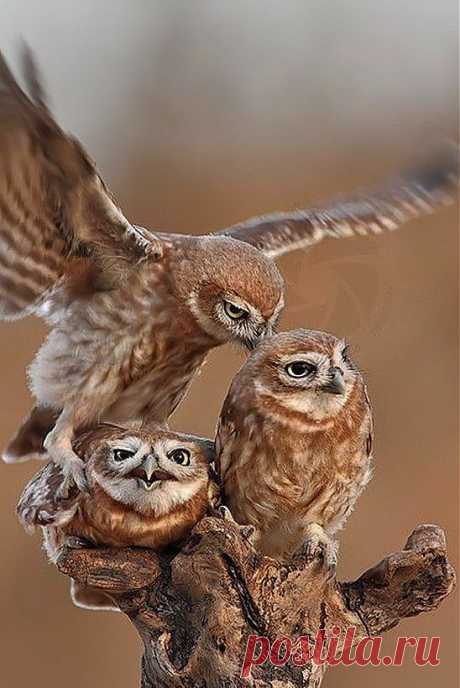 Разборки
Family Quarrel | OWLS!