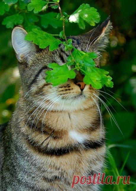 i (735×1030)