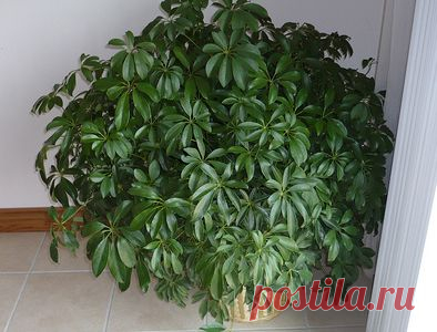 Формирование комнатных растений