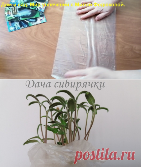 🍀Посев семян в самокрутках. Экономим время и деньги. Показываю, что получилось | Дача сибирячки | Яндекс Дзен