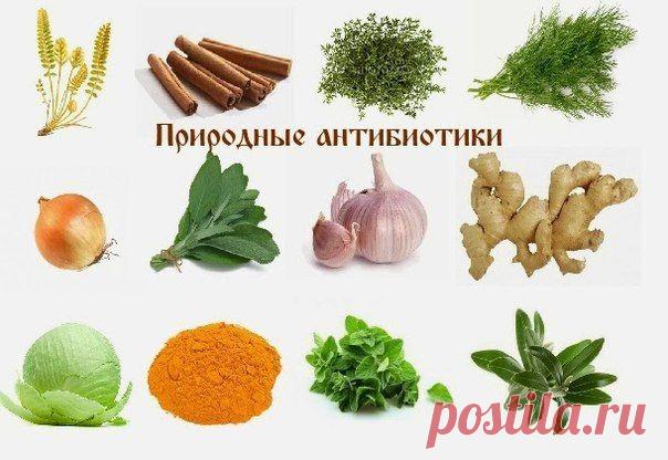 Природные антибиотики лечение без осложнений