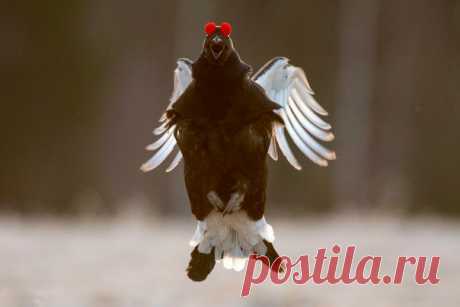 «Левитация». Тетерев на току. Снято в Вологодской области рядом с поселком Чебсара. Автор фото – Михаил Егоров: nat-geo.ru/photo/user/8237/
