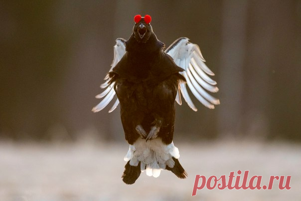 «Левитация». Тетерев на току. Снято в Вологодской области рядом с поселком Чебсара. Автор фото – Михаил Егоров: nat-geo.ru/photo/user/8237/