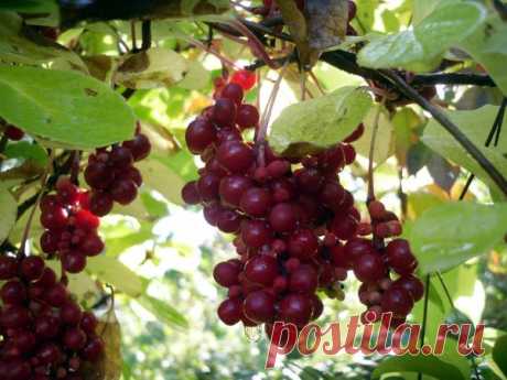 «Плод пяти вкусов» — лимонник китайский » Цветик-семицветик