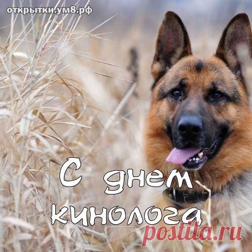 Желаем мужества и смелости,
Профессиональной зрелости,
Желаем жизни долгой и счастливой,
Дежурить спокойно, не суетливо!
С днем кинолога!