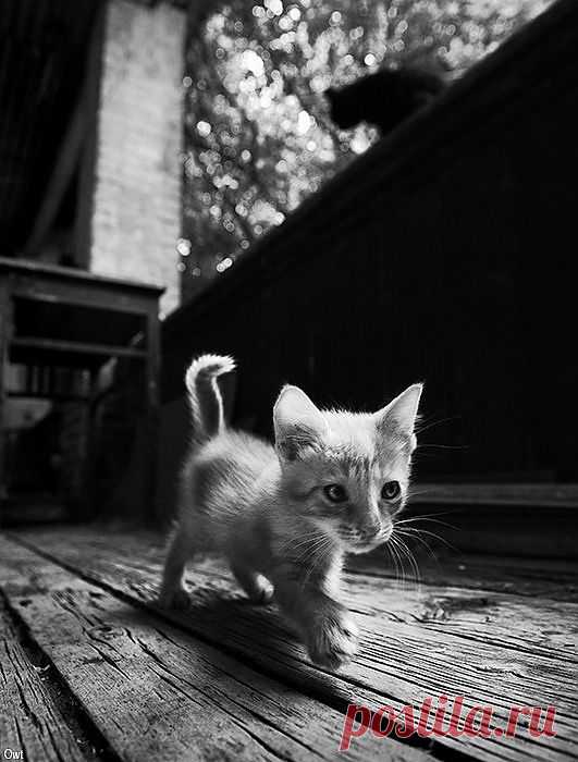 Фотография На поиски чёрного кота из раздела животные №5393667 - фото.сайт - Photosight.ru