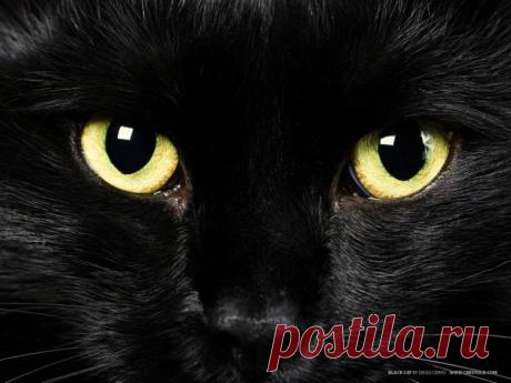 28 причин любить черных котов / Питомцы