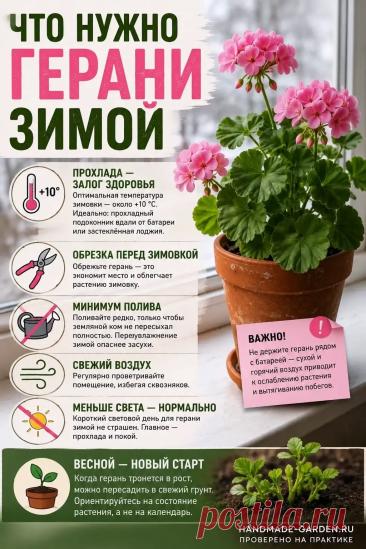 Что нужно герани зимой