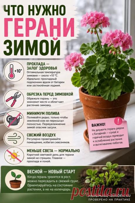 Что нужно герани зимой
