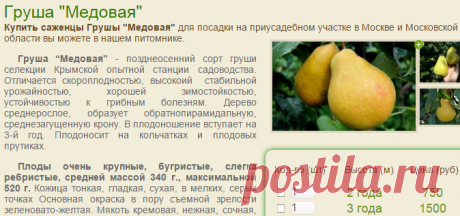 Все сорта груши. Питомник декоративных растений