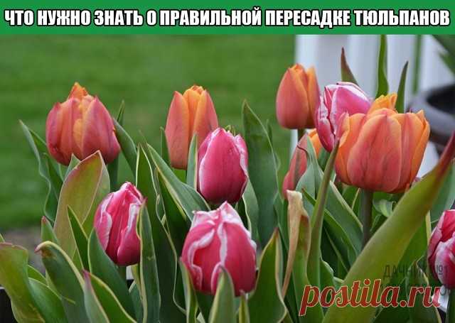 Все, что нужно знать о правильной пересадке тюльпанов
Тюльпаны расцветают с наступлением теплых месяцев весны. Ранние сорта начинают радовать глаз уже с середины апреля, более поздние сортовые тюльпаны украшают клумбу в мае и начале июня.
Тюльпаны относятся к семейству луковичных растений и требуют регулярного выкапывания и пересадки луковиц. Если не производить пересадку, сортовые тюльпаны постепенно будут перерождаться и терять особенности и свойства сорта. Каждая лукови...