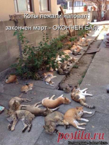 Наши забавные друзья 55. | Домохозяйки