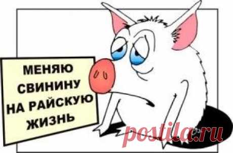 &quot;Свинья и телевизор&quot; - победитель конкурса сатирической басни | Парадиз-коктейль