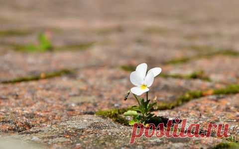 Самопознание,отношения,успешность | Записи в рубрике Самопознание,отношения,успешность | Дневник РИМИДАЛ