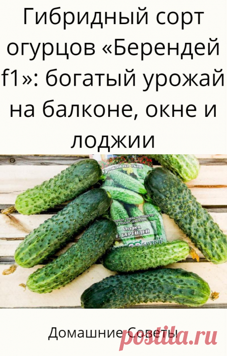 Гибридный сорт огурцов «Берендей f1»: богатый урожай на балконе, окне и лоджии