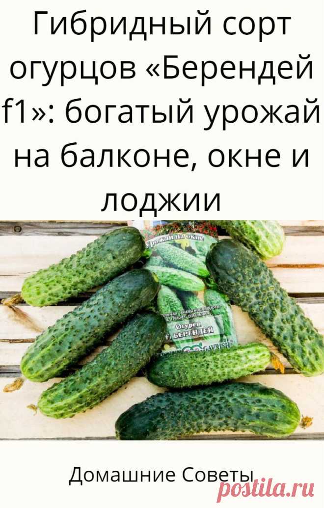 Гибридный сорт огурцов «Берендей f1»: богатый урожай на балконе, окне и лоджии