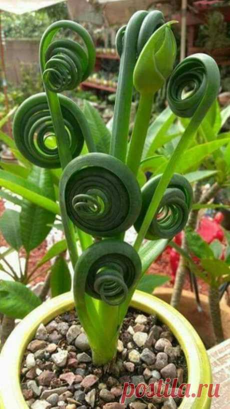 Fiddlehead Fern 20