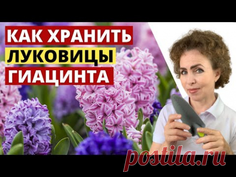 Когда выкапывать Гиацинты и как правильно хранить луковицы Гиацинтов.