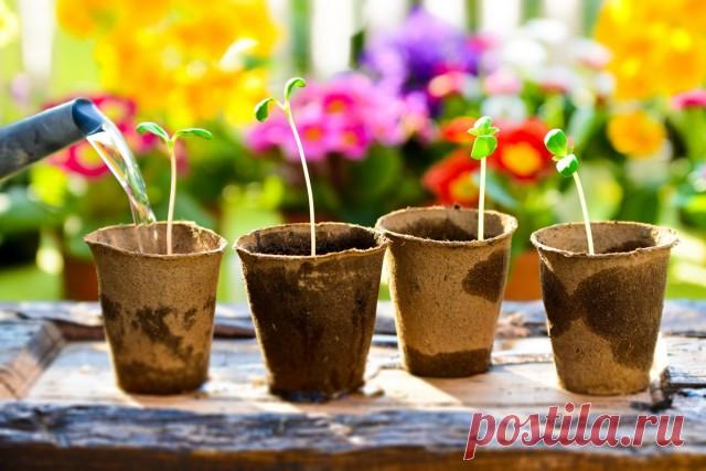 6 эффектных летников, которые я советую посеять в марте. Описание, сорта, фото — Ботаничка.ru