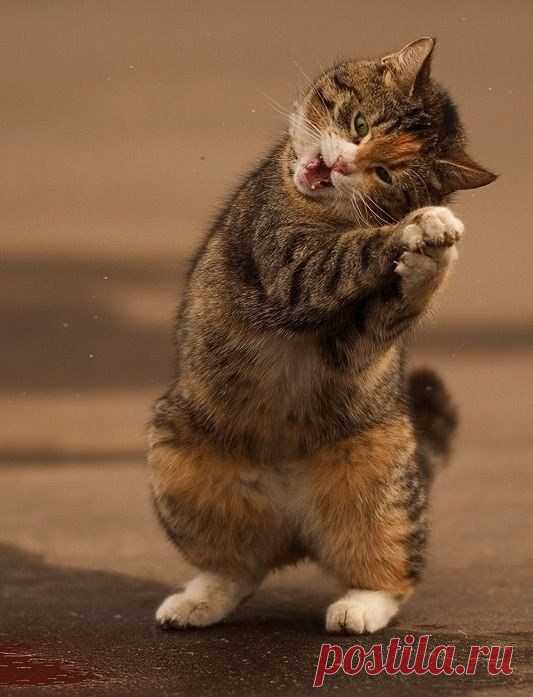необычный котик!